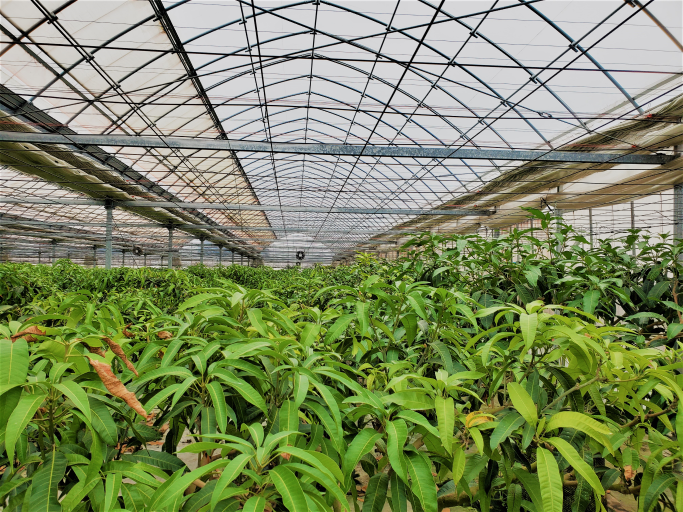 宇都宮でマンゴー栽培 Farmo