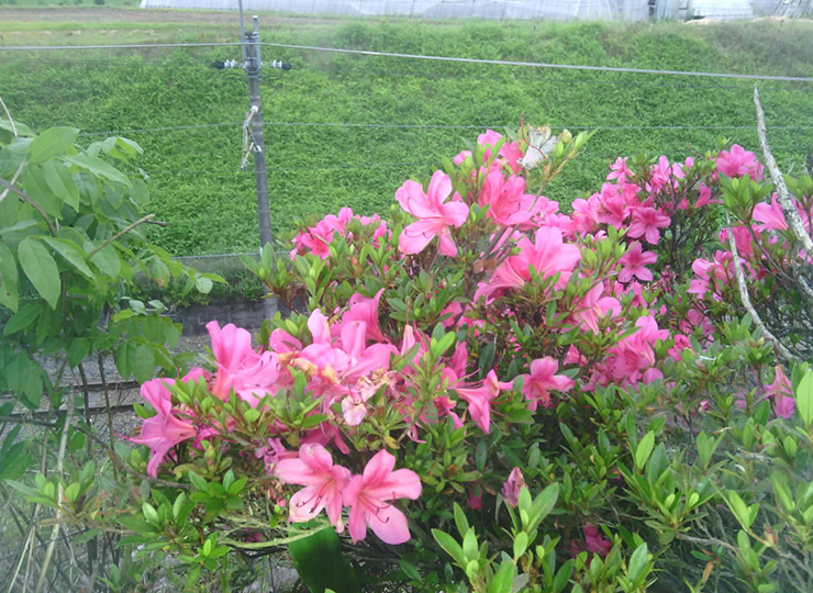 花の咲く場所に設置されたフィールドショット