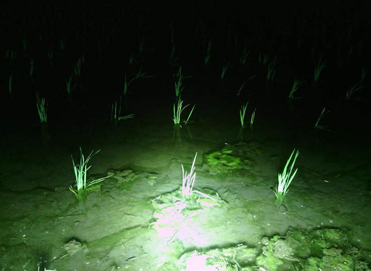 夜間に撮影した田んぼの写真