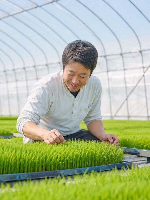 育苗ハウスで苗を確認する様子
