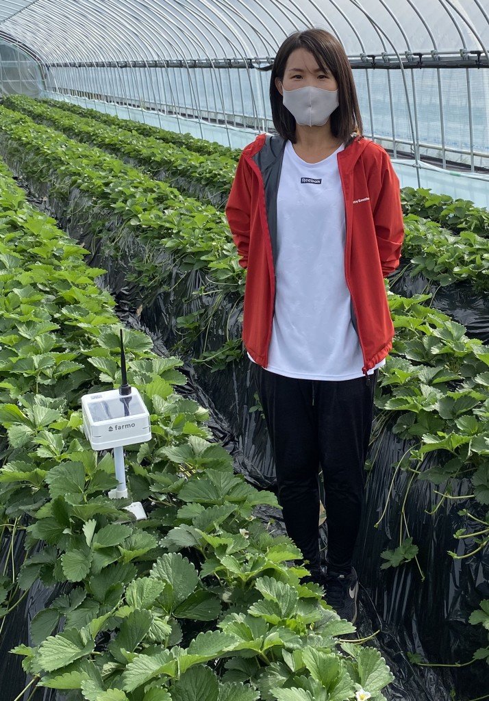 いちごを栽培する大久保さん